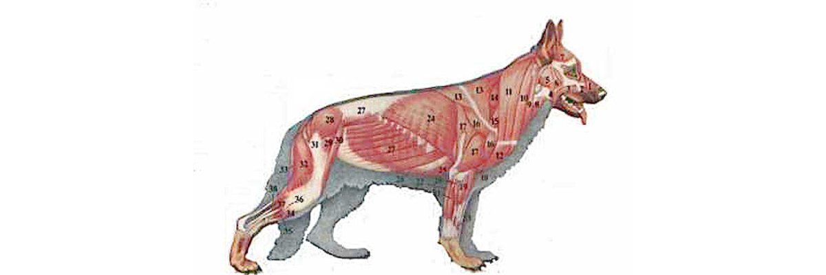 Die Muskeln und Sehnen des Hundes - Die Muskeln und Sehnen des Hundes | RunFree-Dogswear