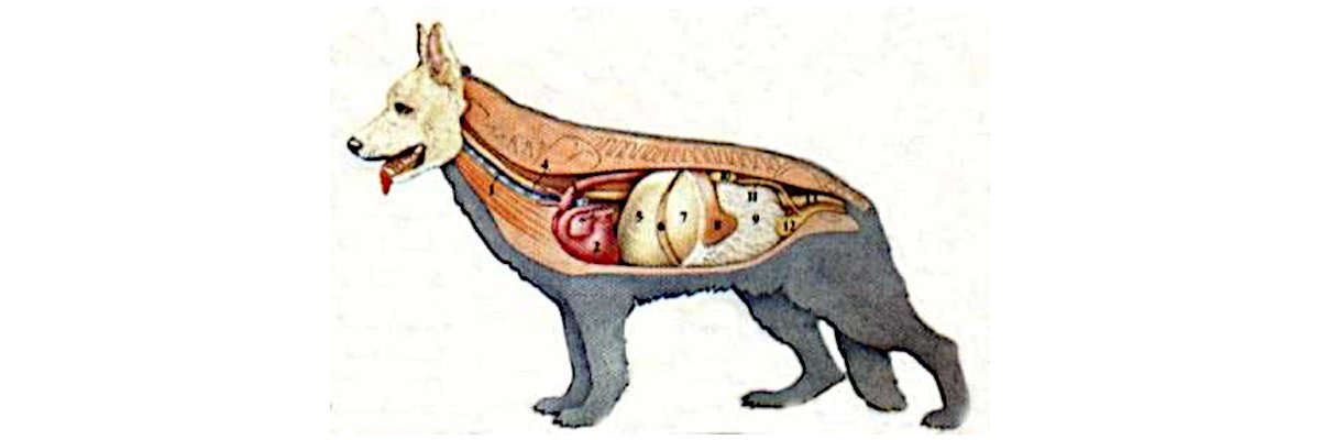Die Organe des Hundes - Die Organe des Hundes | RunFree-Dogswear