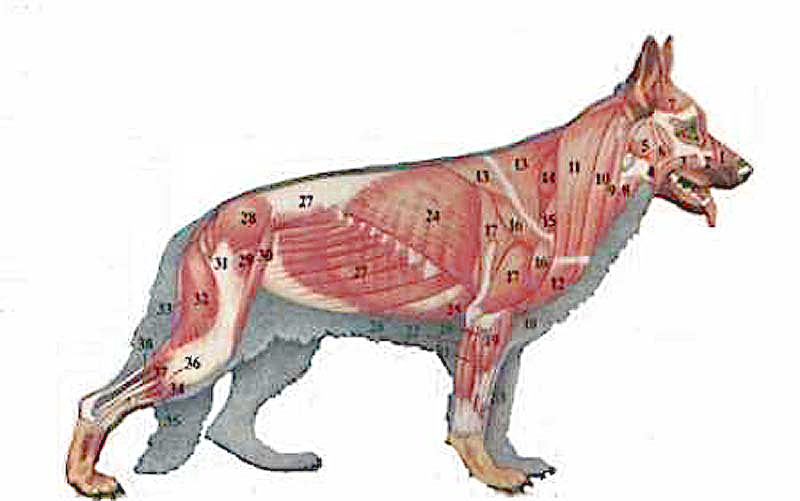 Die Muskeln des Hundes